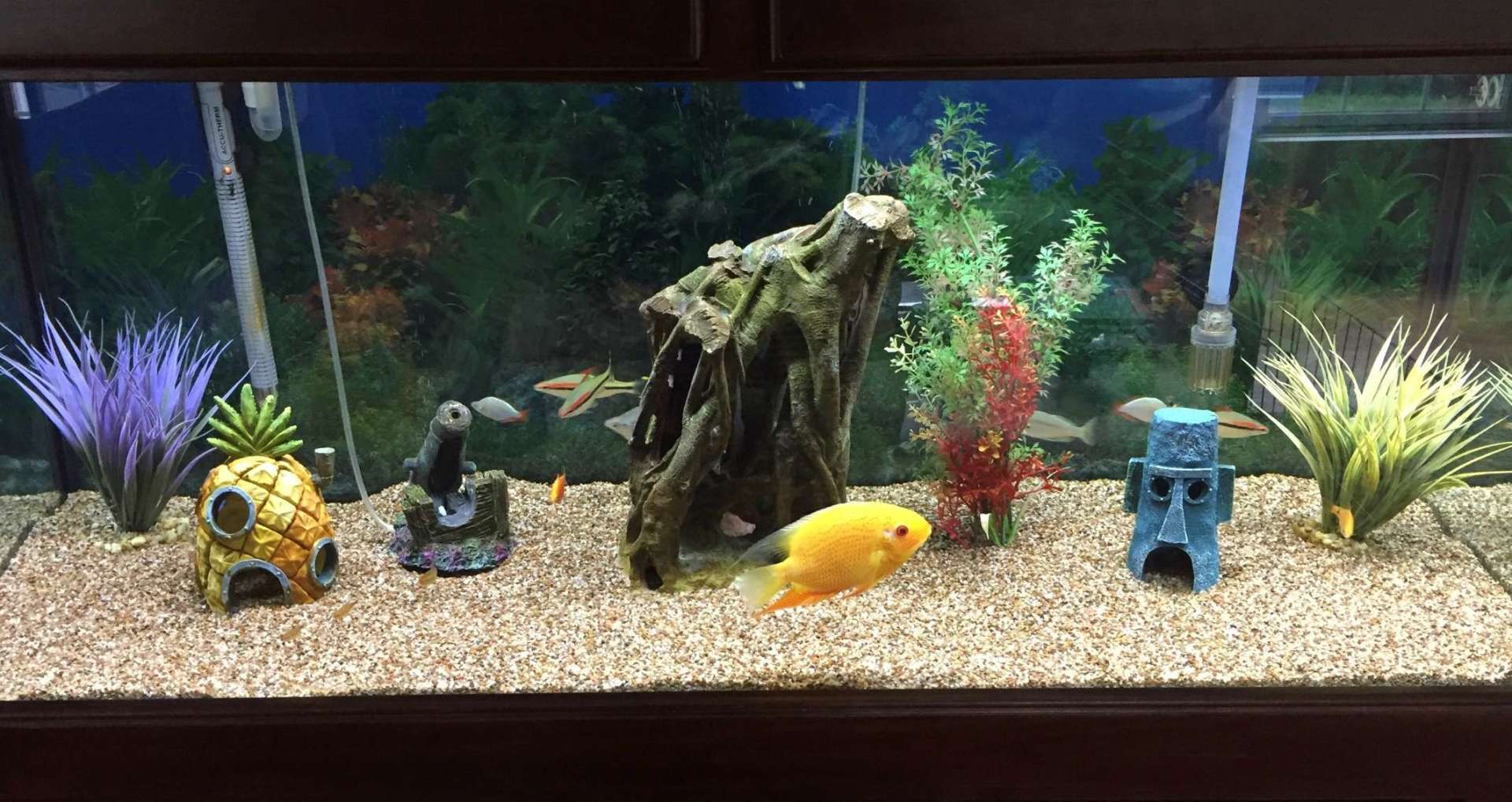 Aquarium Services East Brunswick NJ Gallery Aquaridise