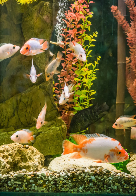 fishes inside aquarium