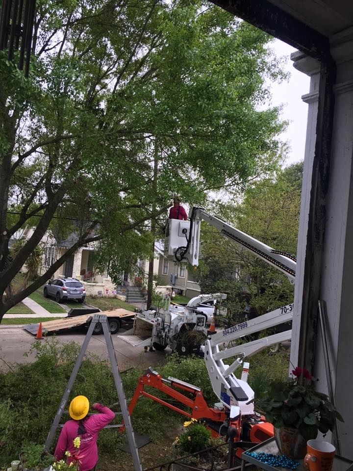 A man is cutting a tree with a crane in front of a house.