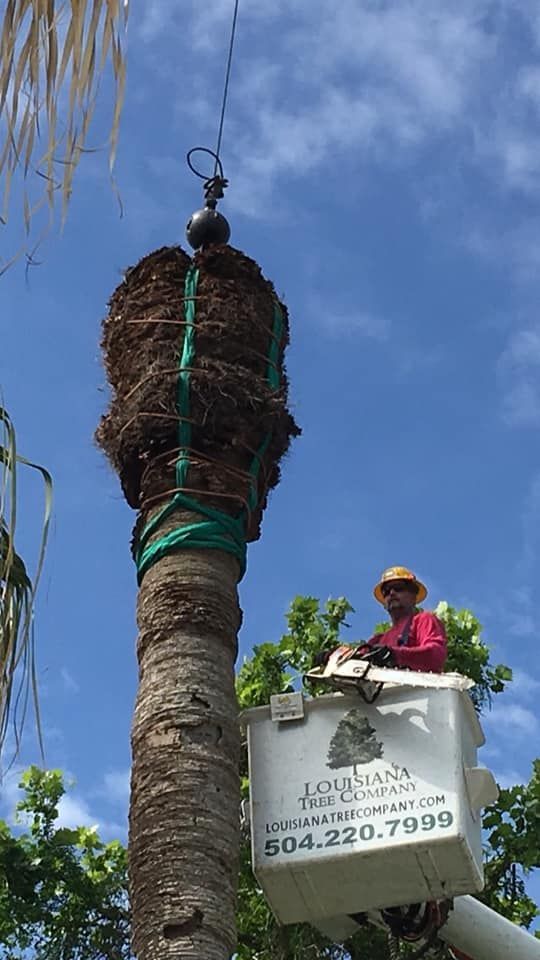 A man is sitting in a bucket on top of a palm tree.