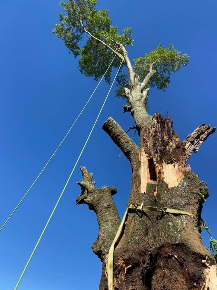 A tree with a rope attached to it against a blue sky