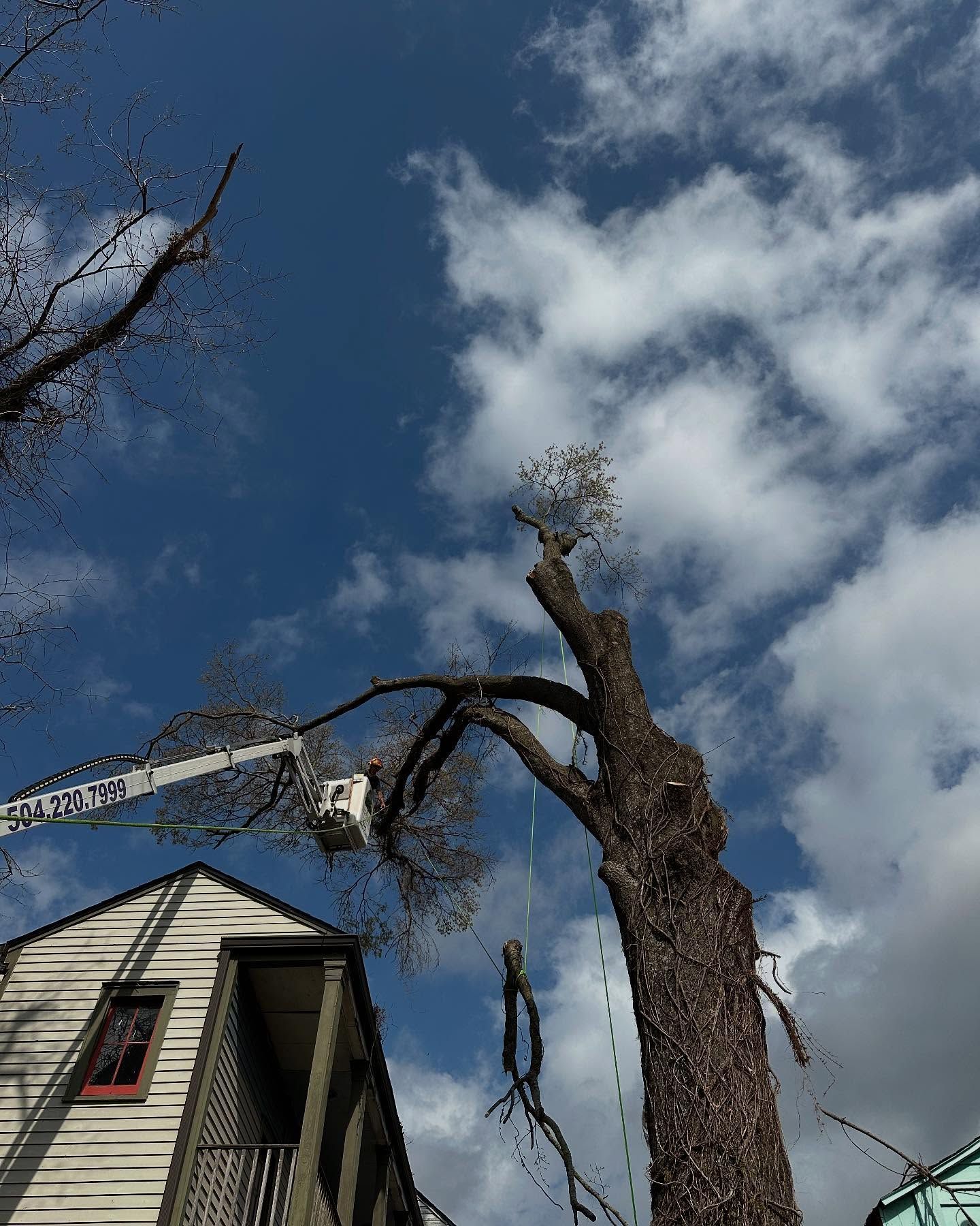 A crane is cutting a tree in front of a house.