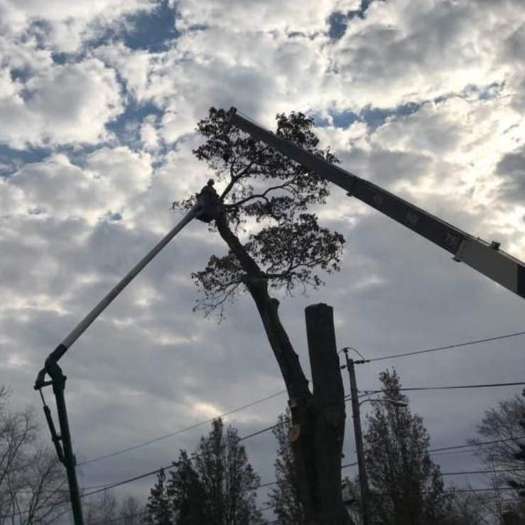 Young Plants — Tree Services in Warren, Rhode Island