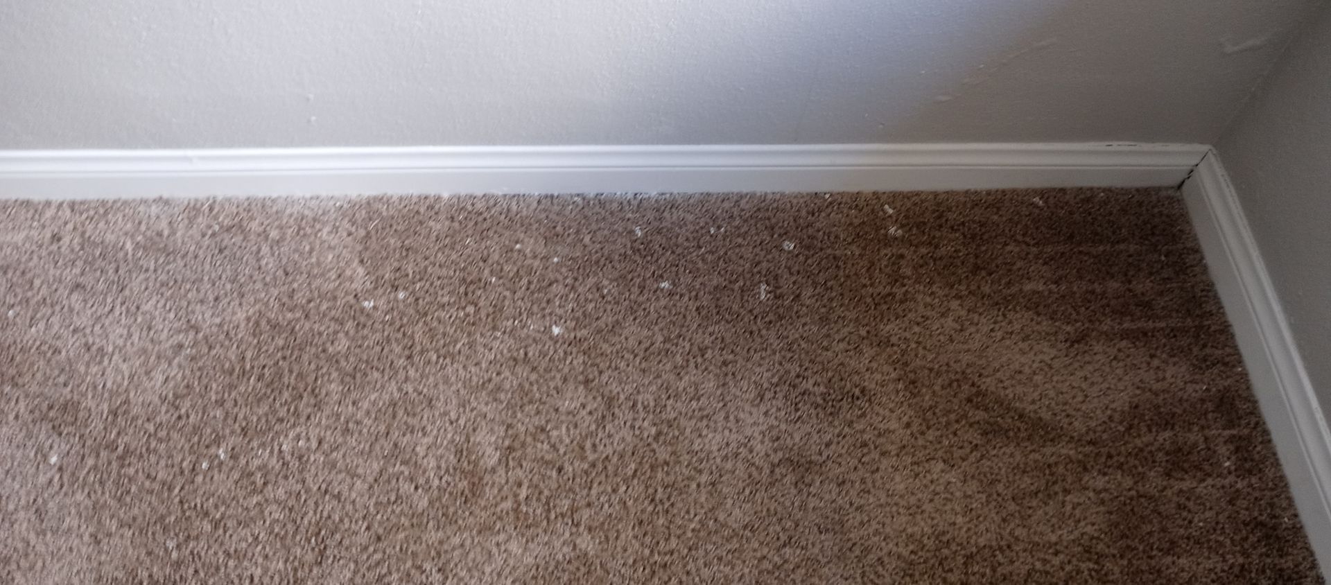 A close up of a brown carpeted floor in a room.