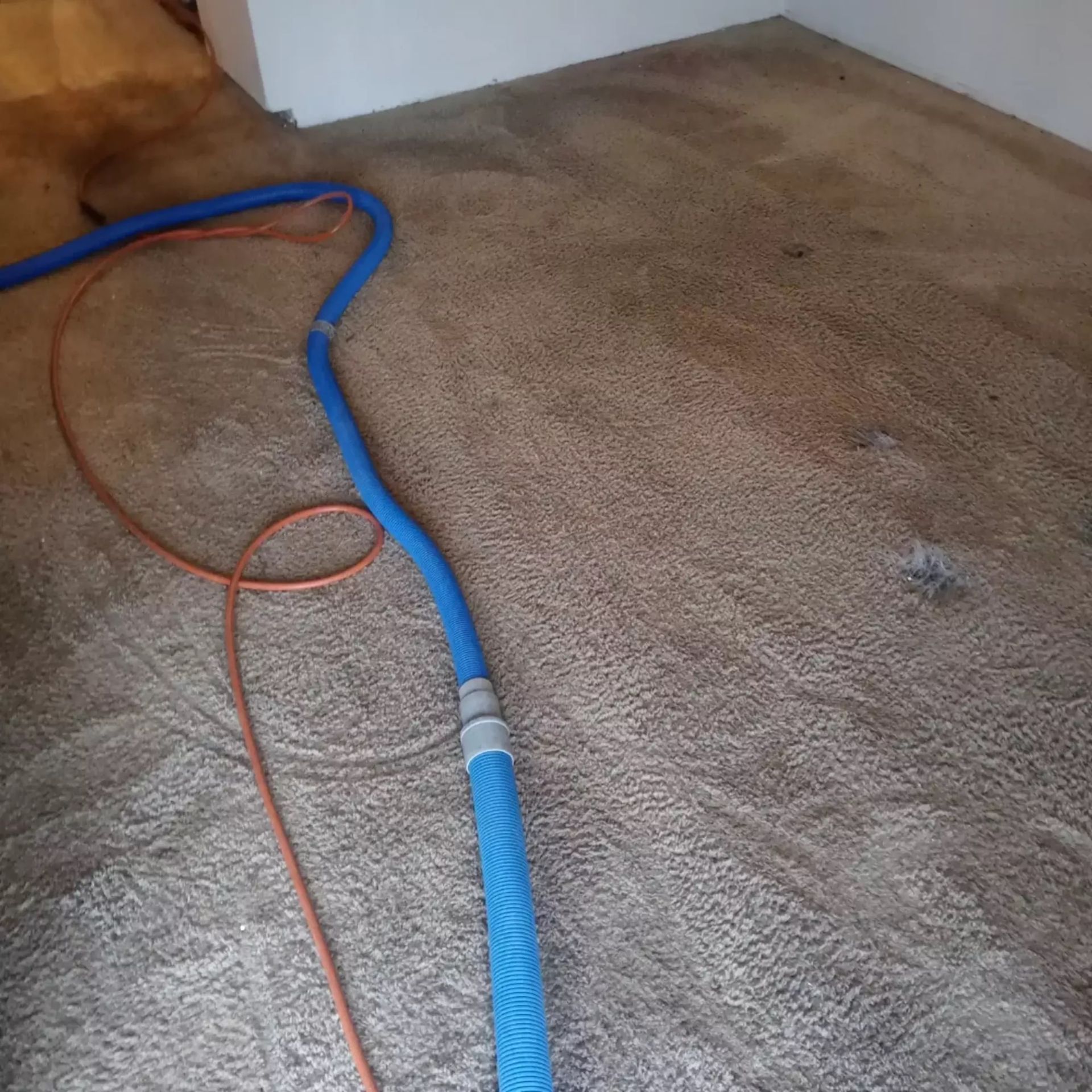 A blue hose is laying on a dirty carpet in a room.