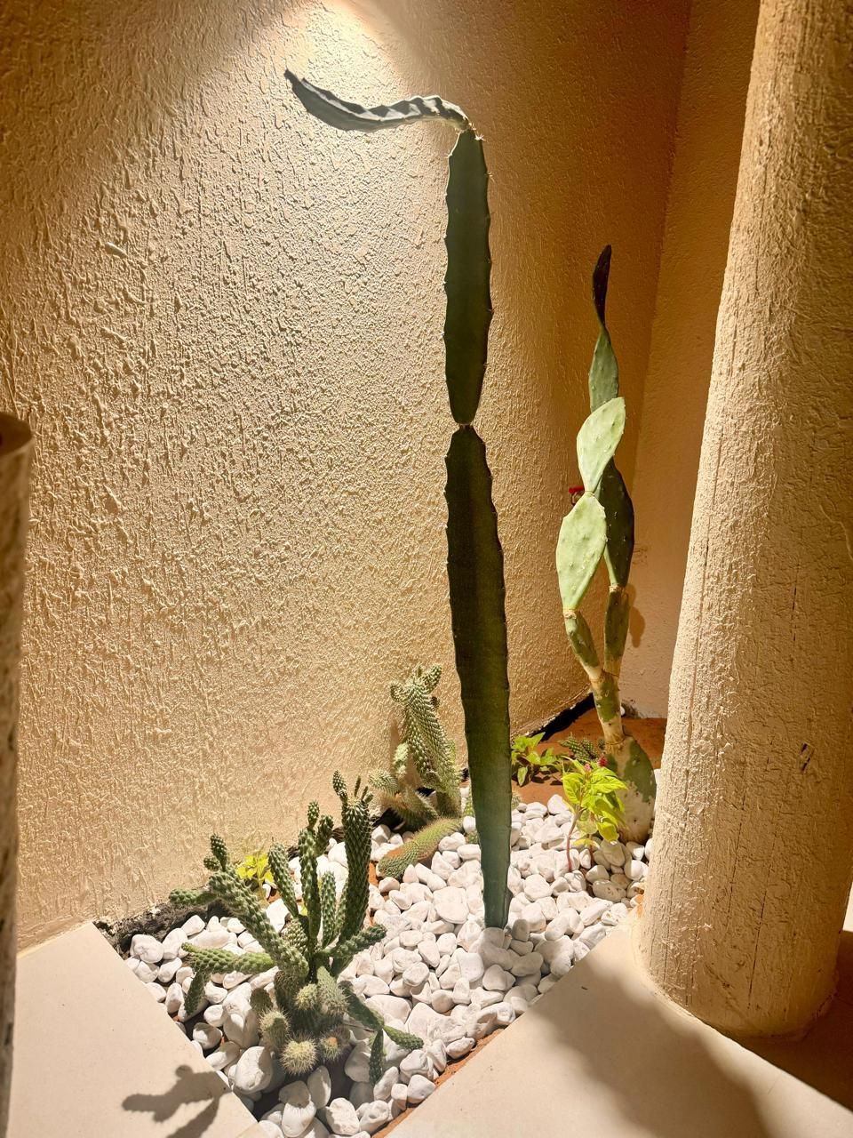 Cacti garden with white pebbles and textured beige walls.
