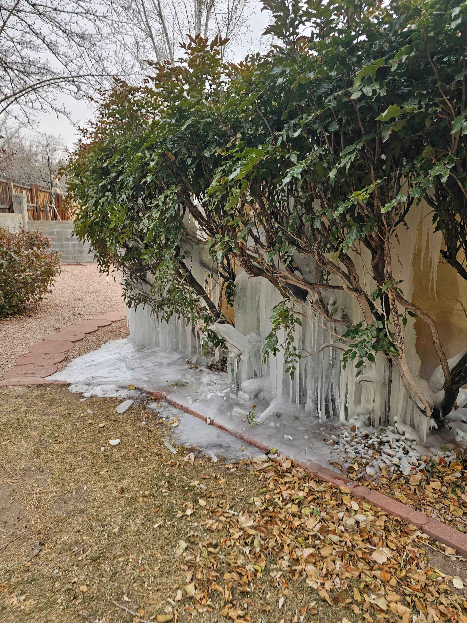 Bush covered in icicles, near a brick walkway and dry grass.