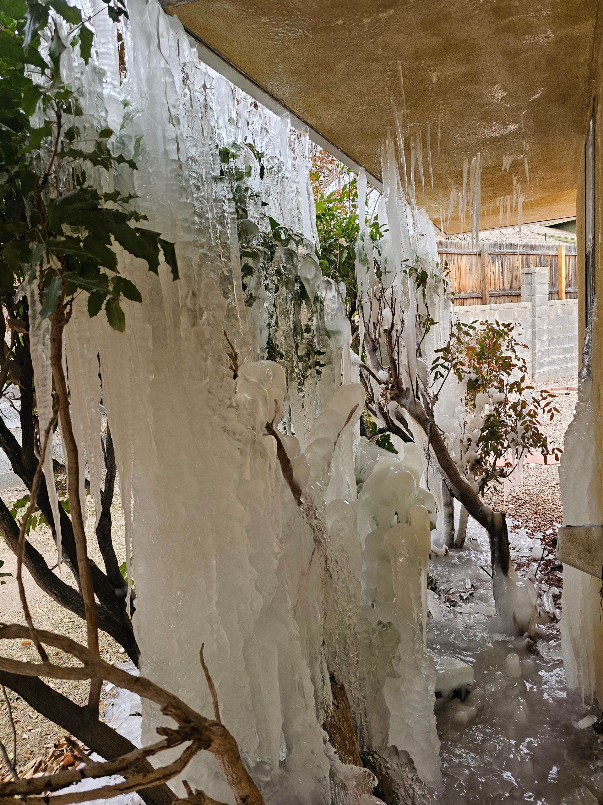 Icicles hanging from a roof, covering plants in the winter.