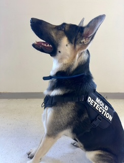 German Shepherd dog wearing a 