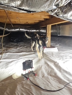 Dog exploring a crawl space with a light. White plastic sheeting covers the ground.