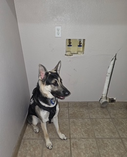 German Shepherd dog sits in front of a wall with an electrical outlet, exposed pipes, and an appliance connection.