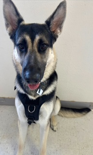 German Shepherd dog, black and tan fur, wearing a black harness, looking directly at the camera.