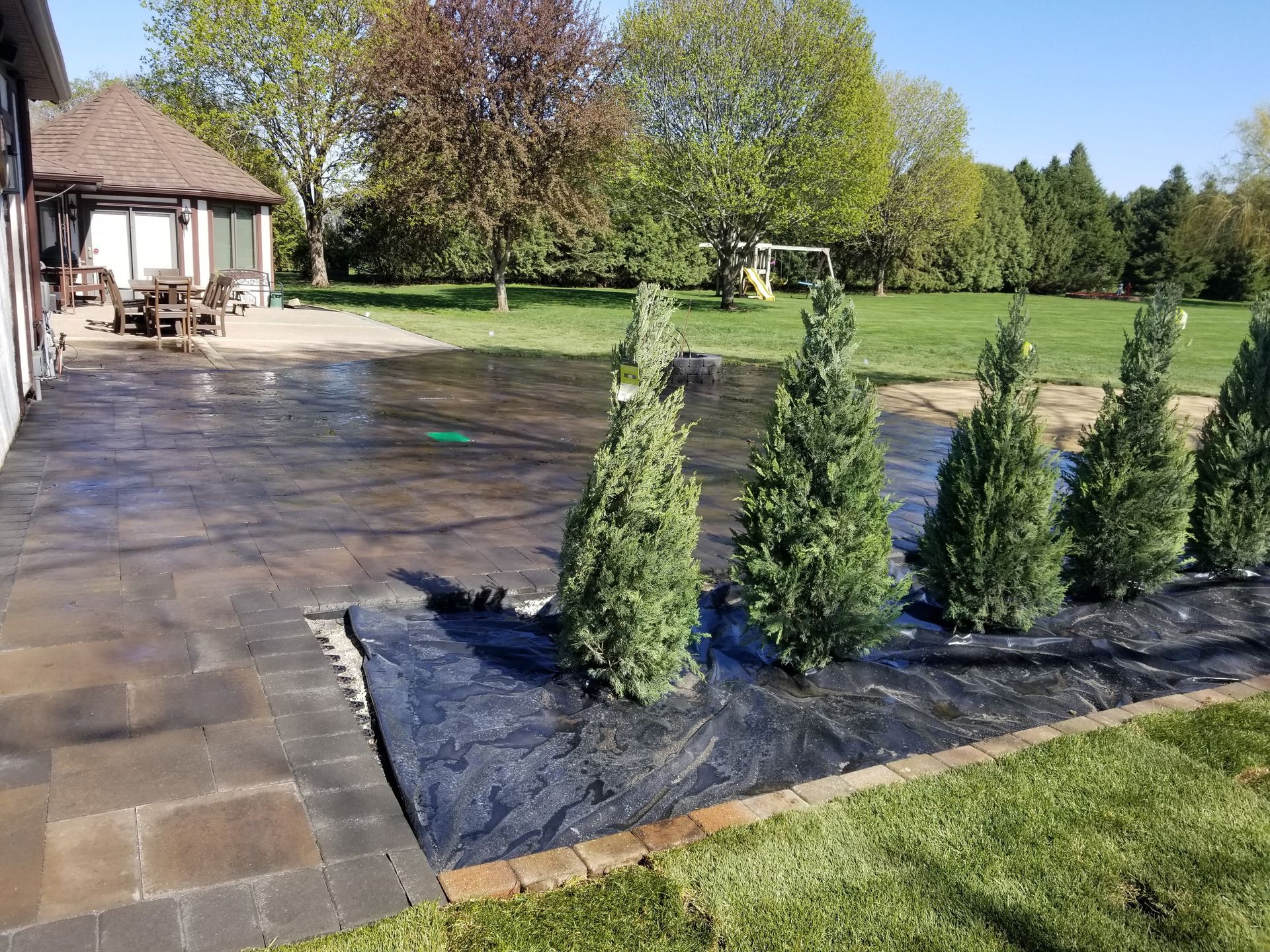 A stone patio borders a garden bed with four young evergreen trees planted in black landscape fabric.