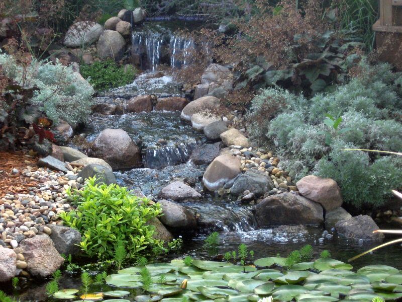 A small garden waterfall flows down over rocks into a pond with lily pads, surrounded by lush green and silver foliage.