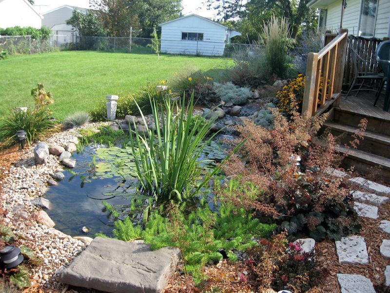 A garden pond with aquatic plants sits beside a wooden deck and stone path, with a grassy lawn and shed in the background.