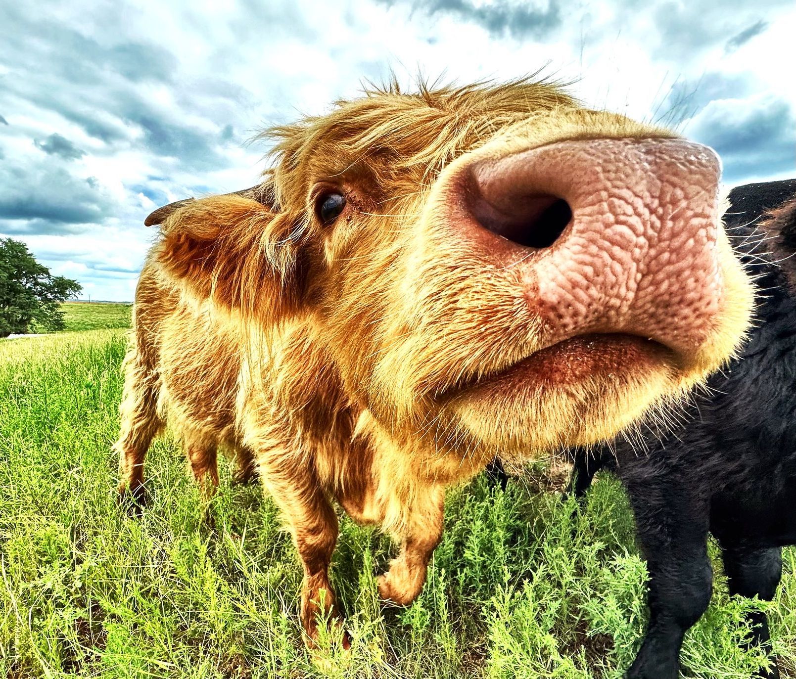 Fifth Generation Cattle Company