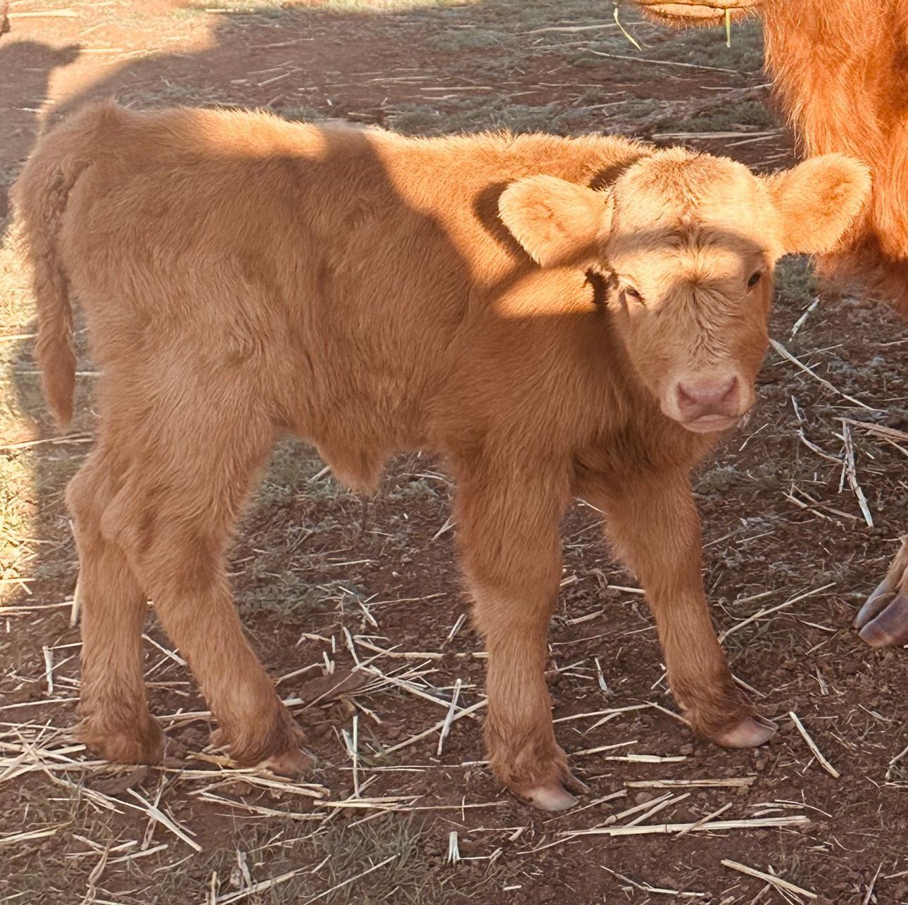 Fifth Generation Cattle Company
