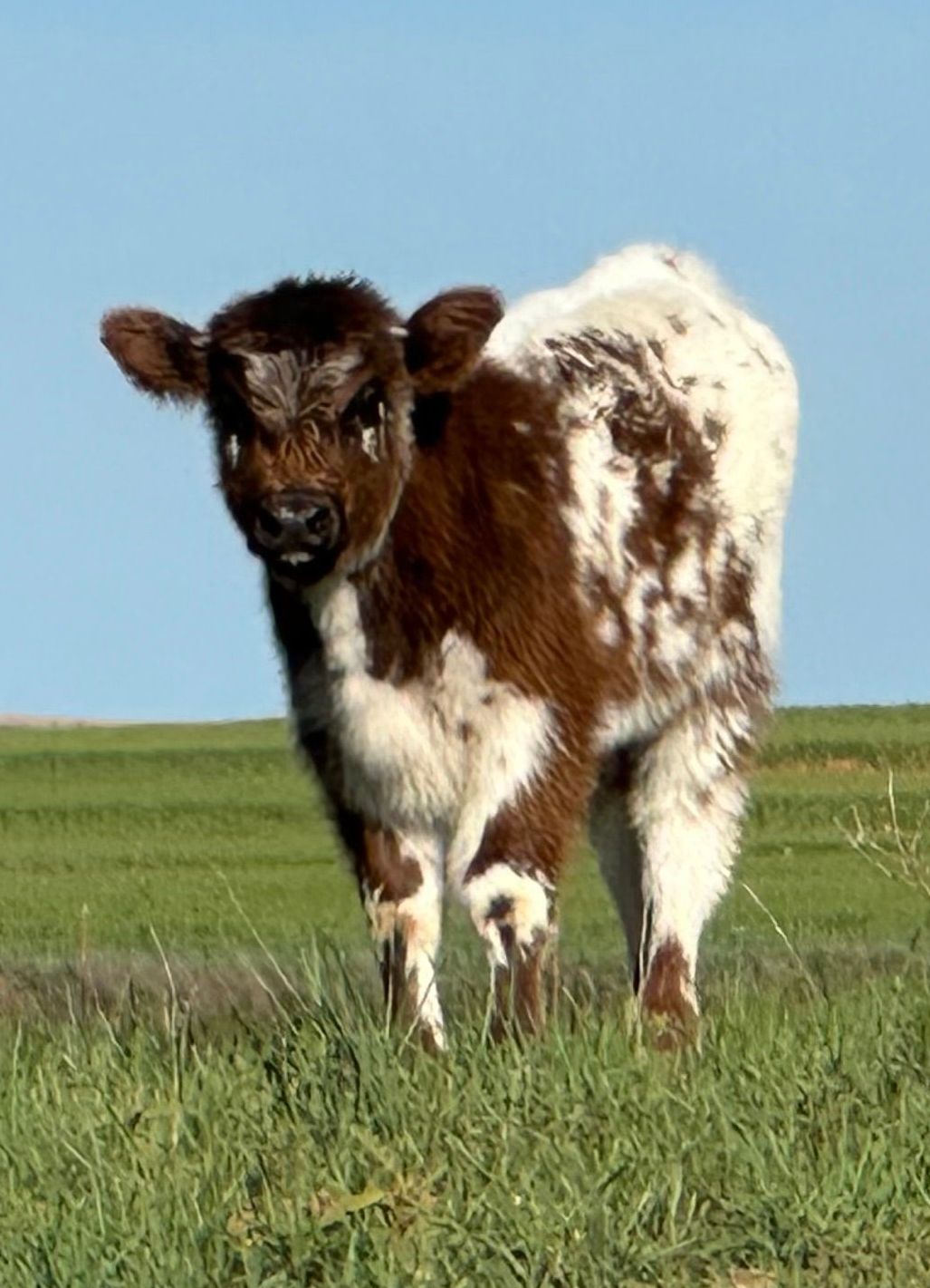Fifth Generation Cattle Company