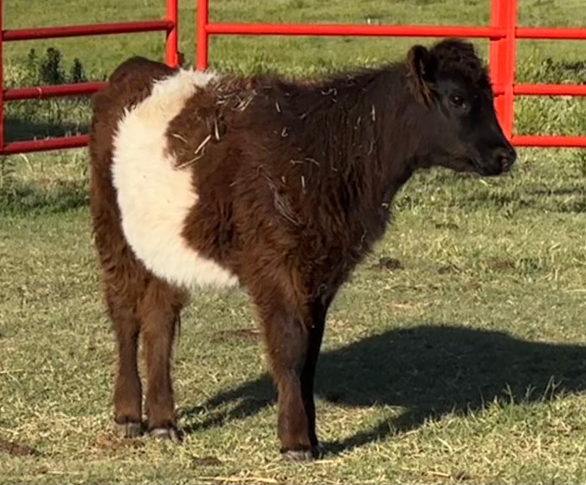 Fifth Generation Cattle Company