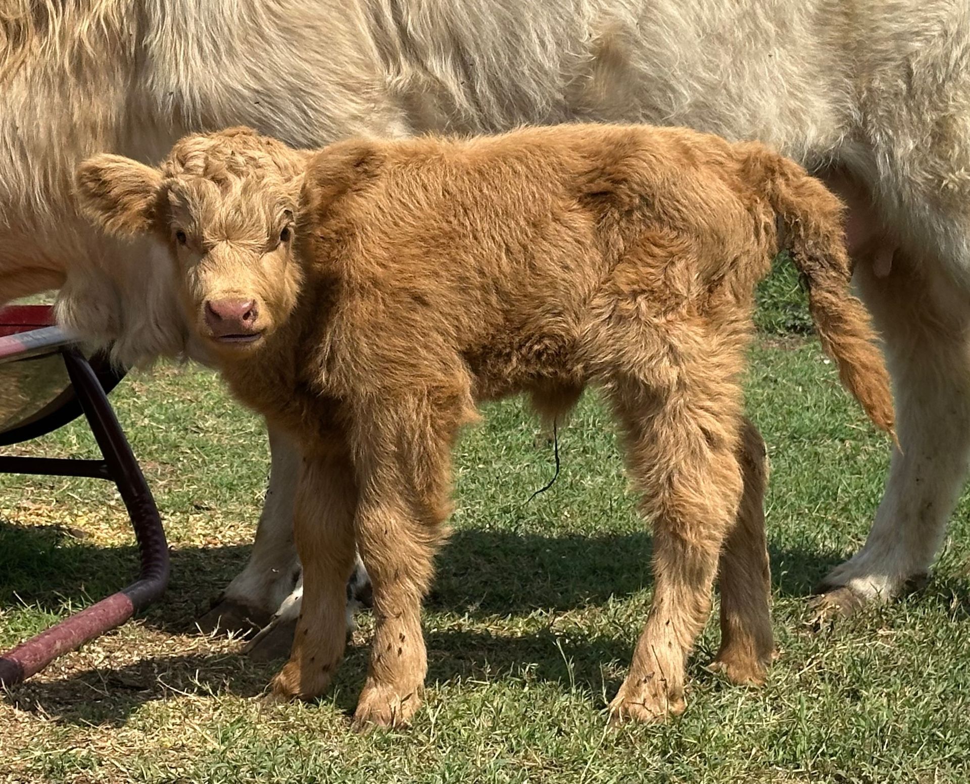 Fifth Generation Cattle Company
