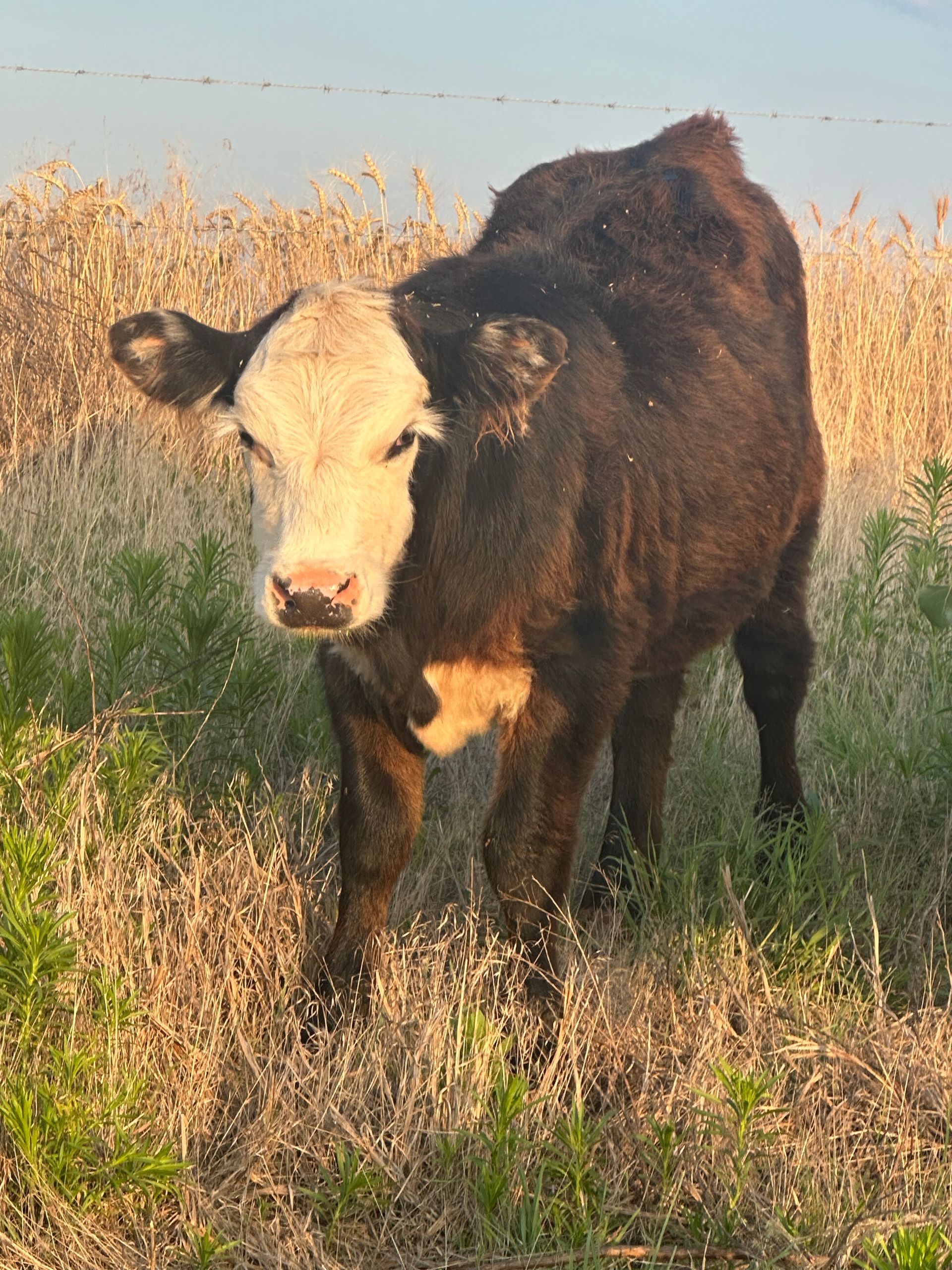 Fifth Generation Cattle Company