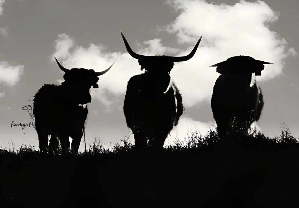 Fifth Generation Cattle Company