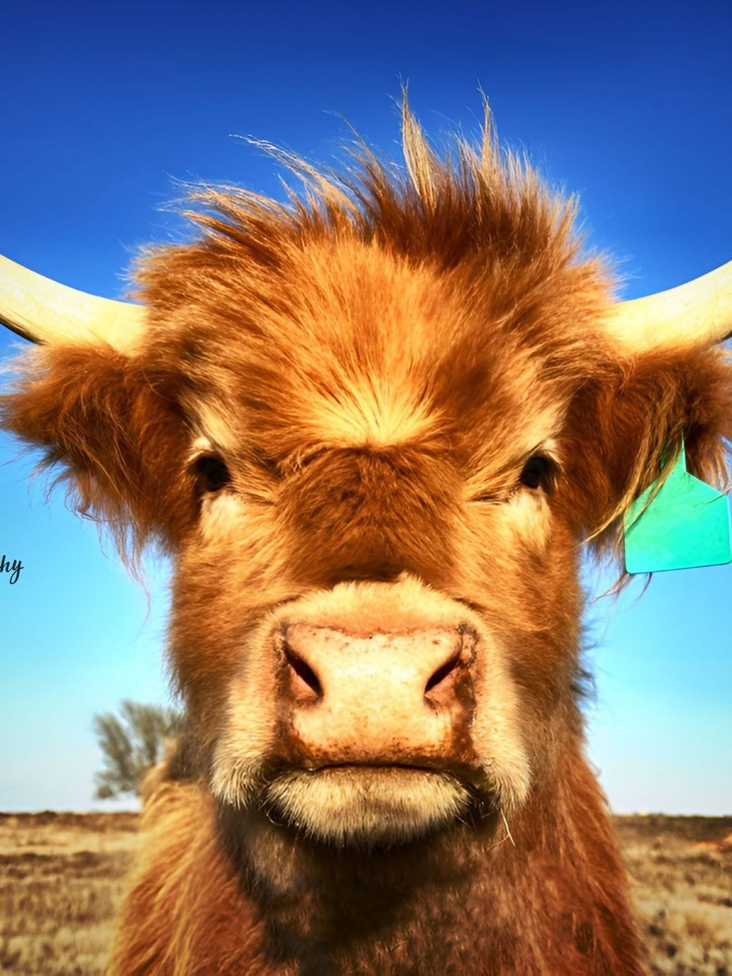 Fifth Generation Cattle Company