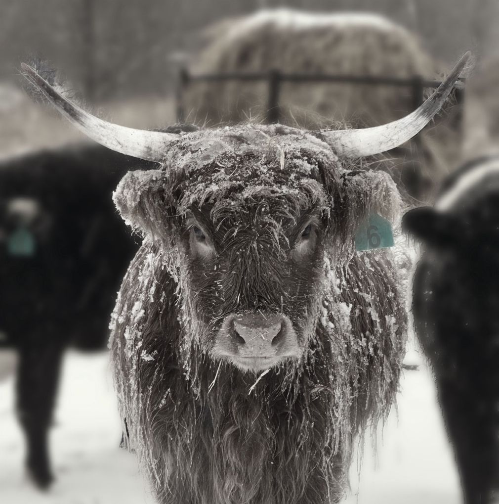Fifth Generation Cattle Company