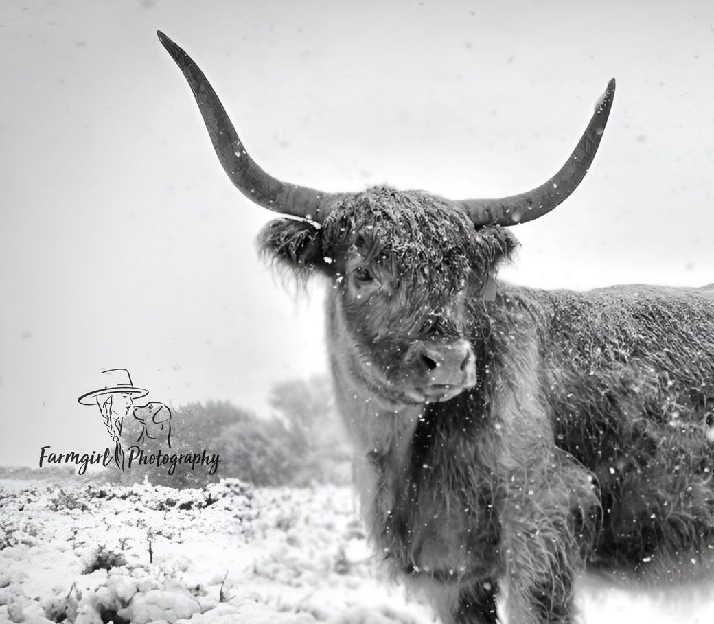 Fifth Generation Cattle Company