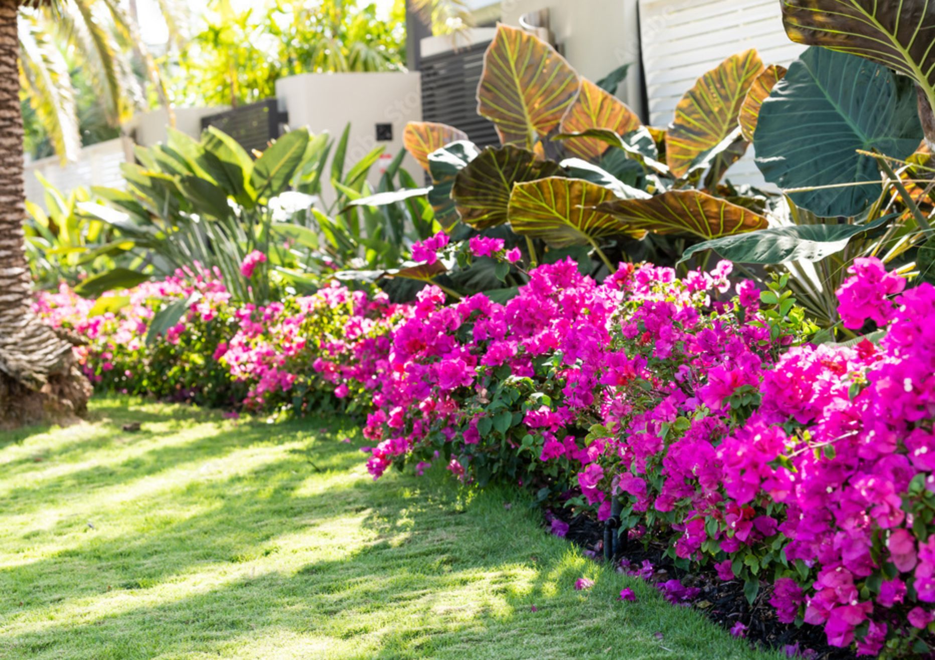 A garden filled with lots of pink flowers and plants.