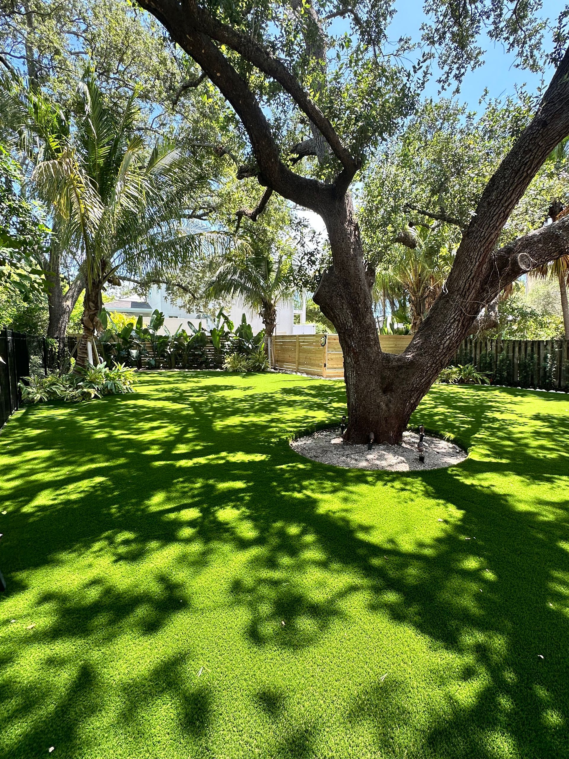 A large tree in the middle of a lush green lawn.