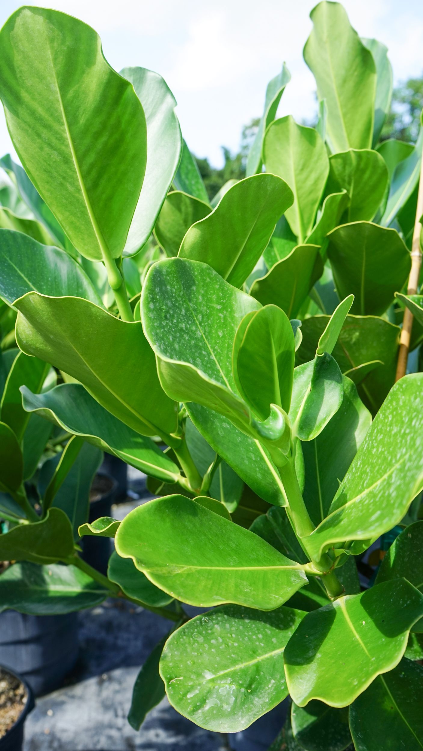 A close up of a plant with lots of green leaves