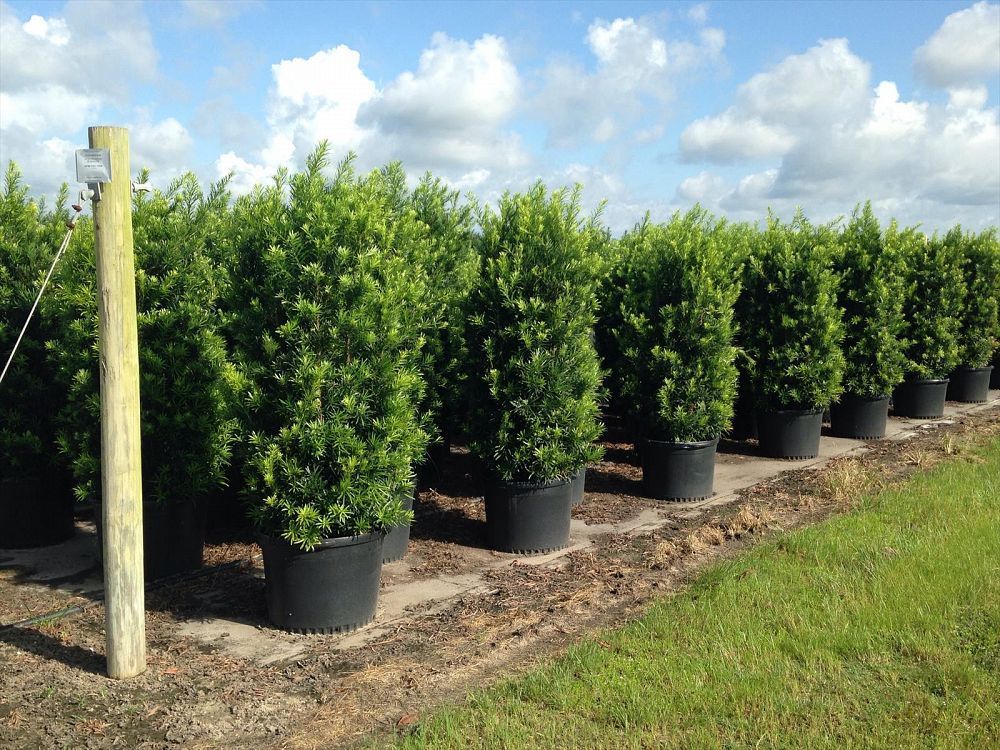 A row of potted plants are lined up in a field