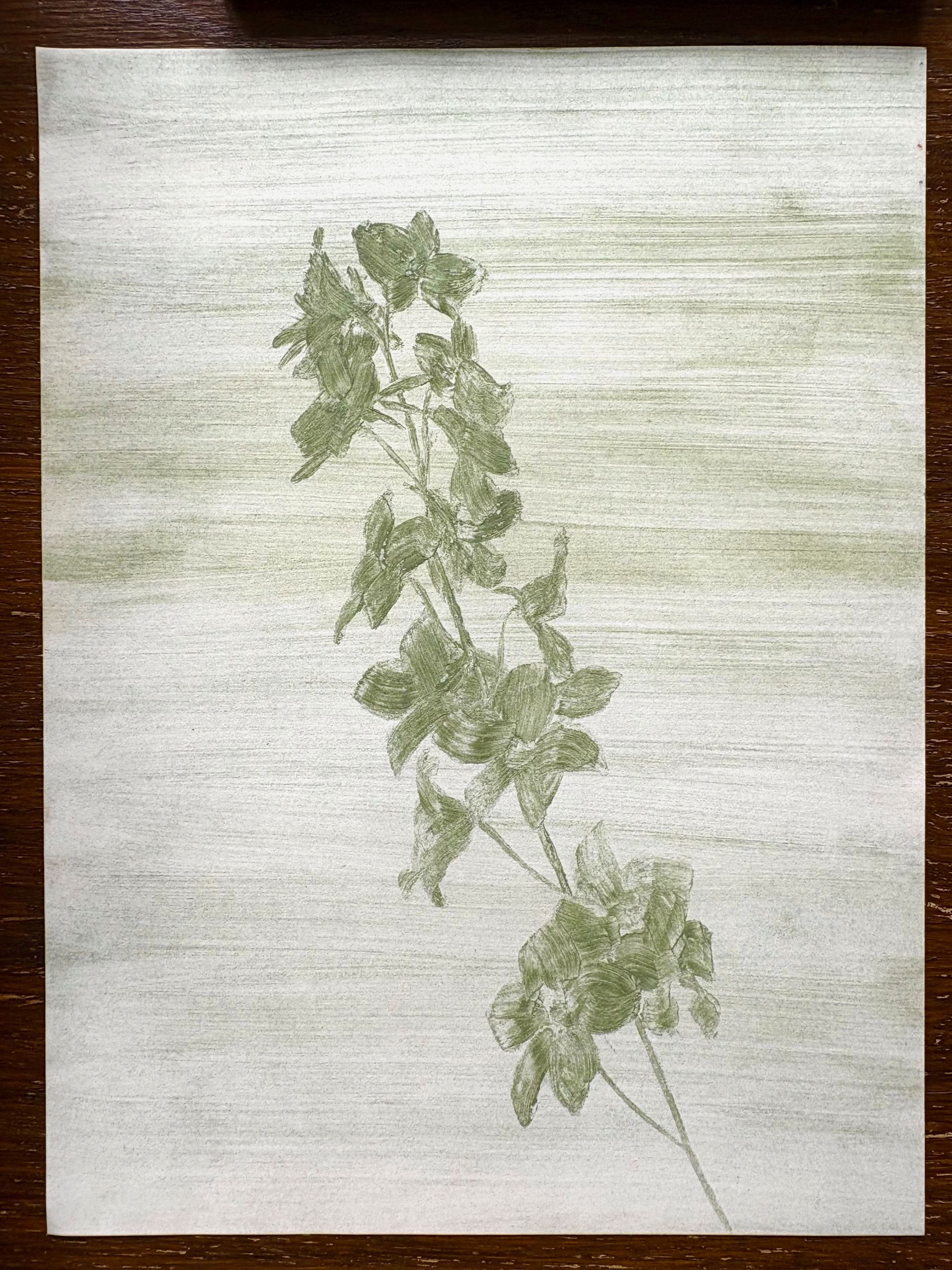 Delphinium Study nr.1
