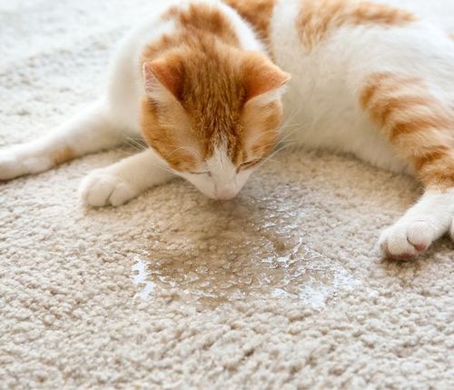 An orange and white cat laying on a carpet drinking water