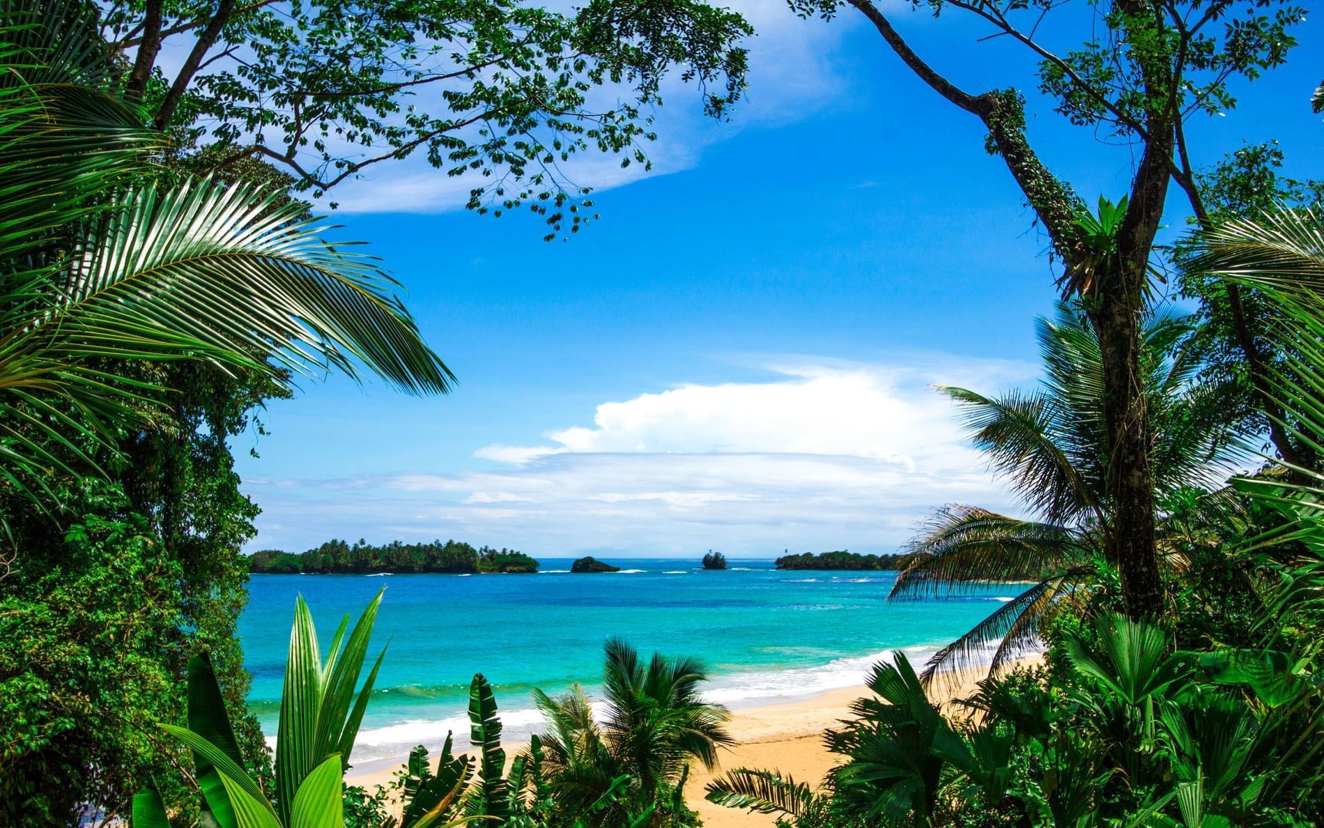 A beach surrounded by trees and plants with a view of the ocean.