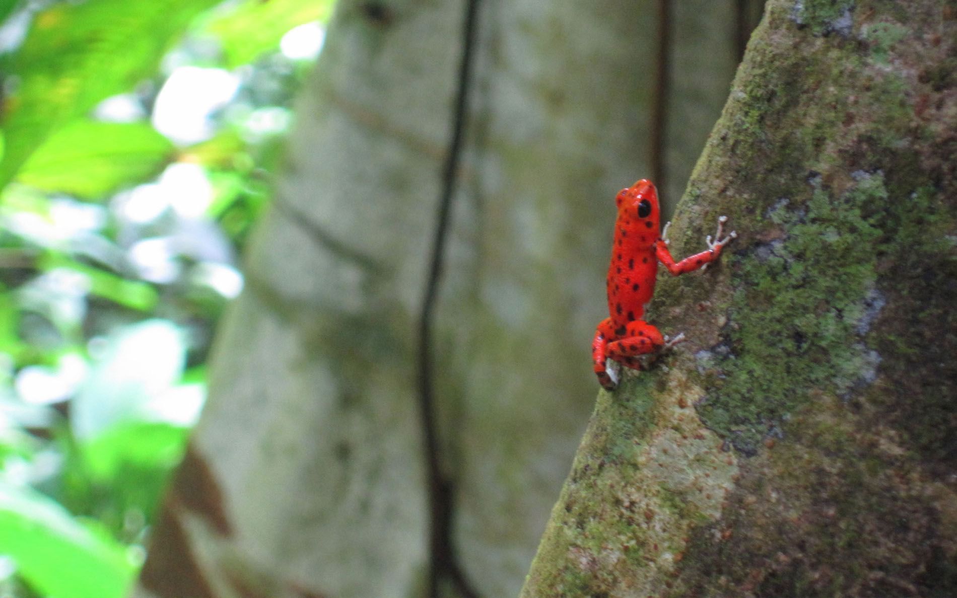 A small red frog is sitting on a tree branch.