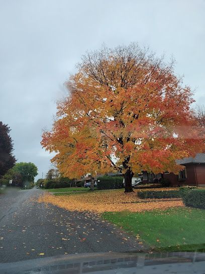 Maple tree in Nepean Ontario in the Fall