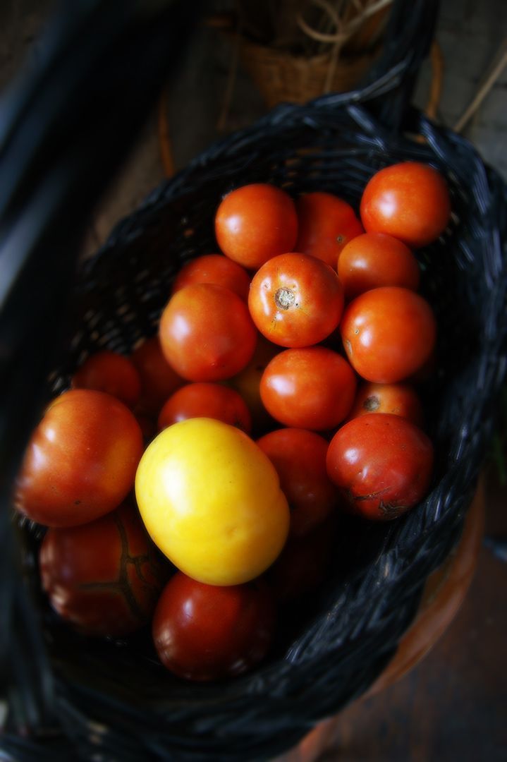 A black woven basket filled with many small red tomatoes and one bright yellow tomato resting near the center.