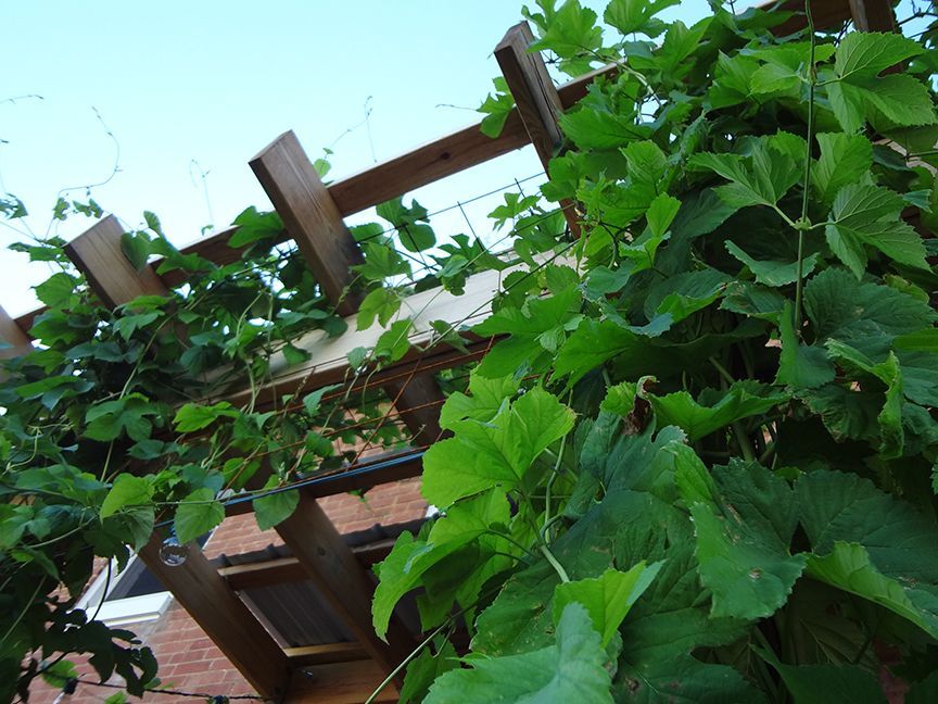 Vibrant green climbing vines grow along a wooden pergola attached to a brick wall under a bright sky.