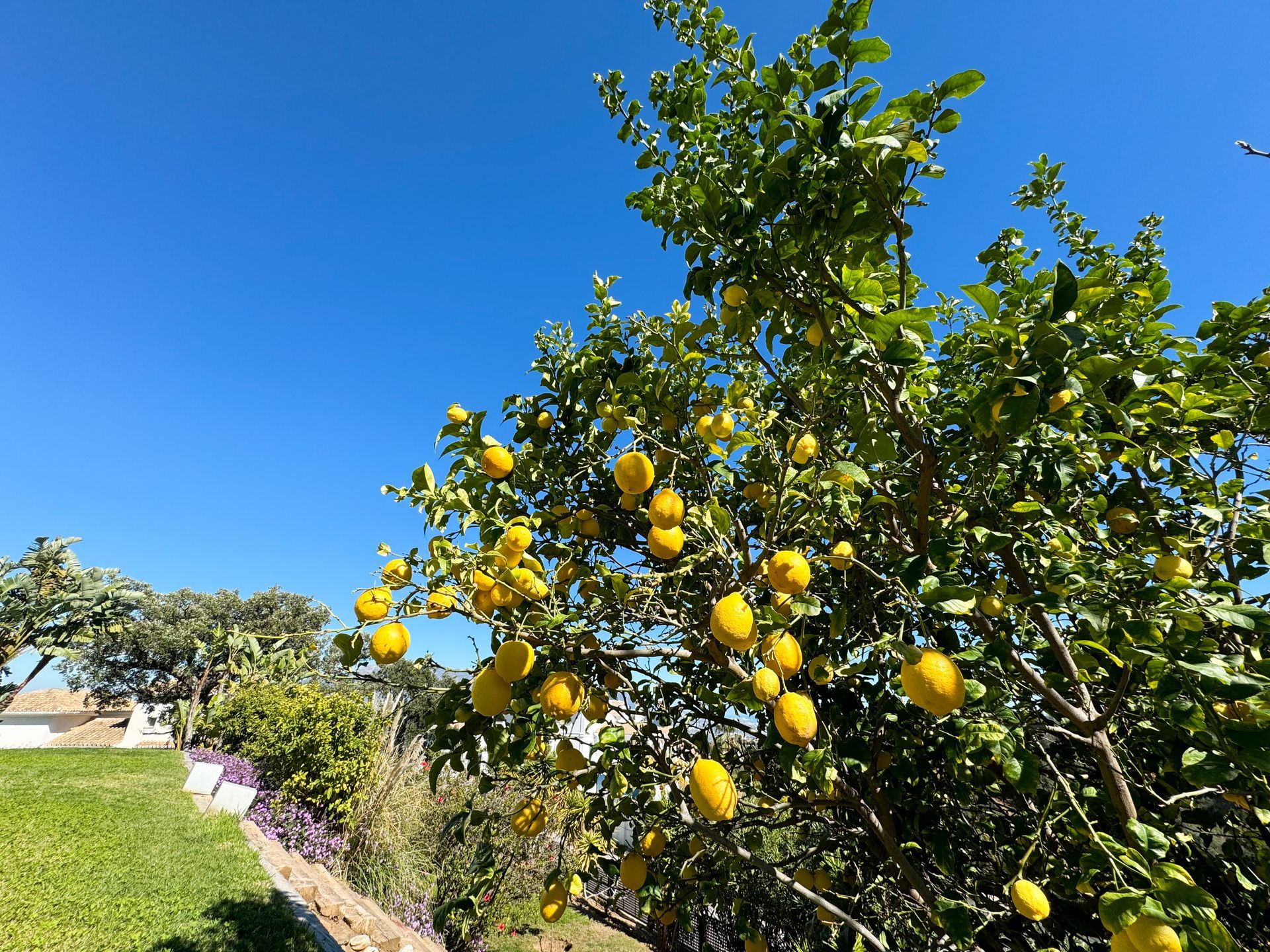 Lemon tree laden with ripe yellow fruit against a clear blue sky.