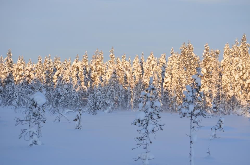 Discover the magic of Lapland on a husky sledding adventure