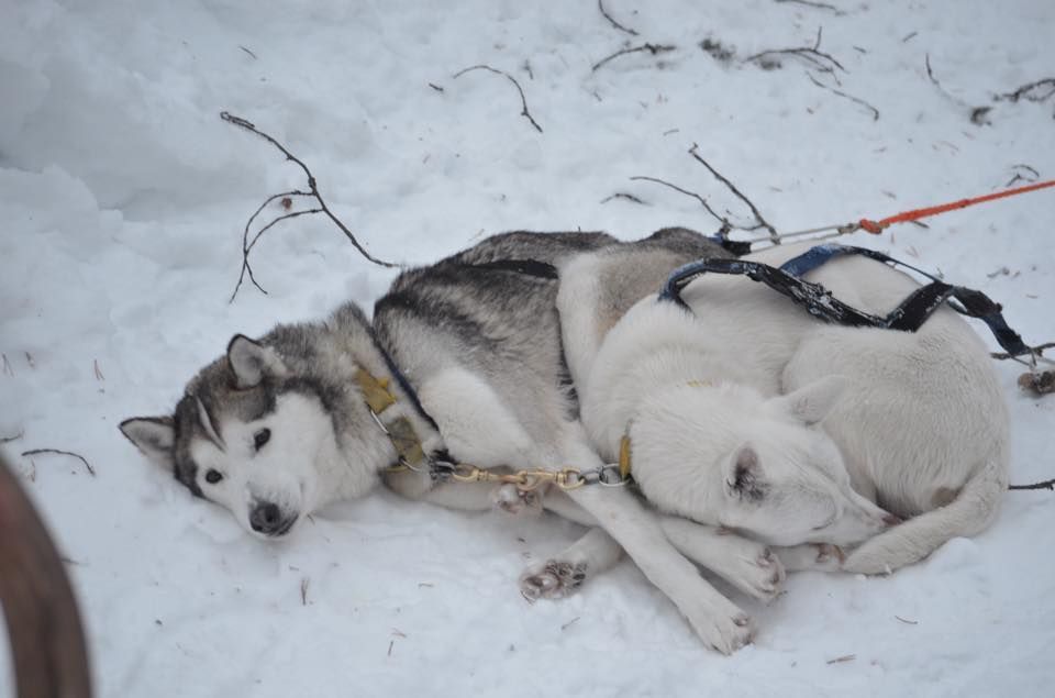 Discover the magic of Lapland on a husky sledding adventure