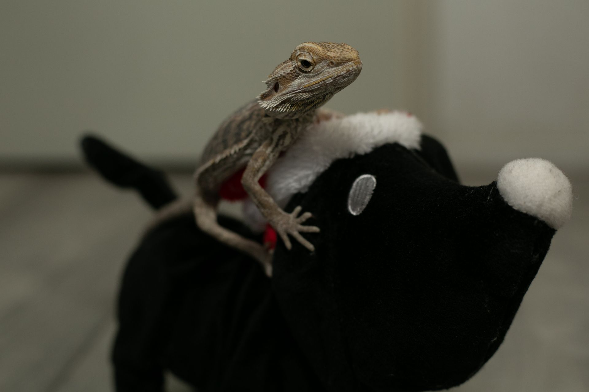 A bearded dragon perched on the back of a stuffed dog toy, showcasing the bond between pets and the