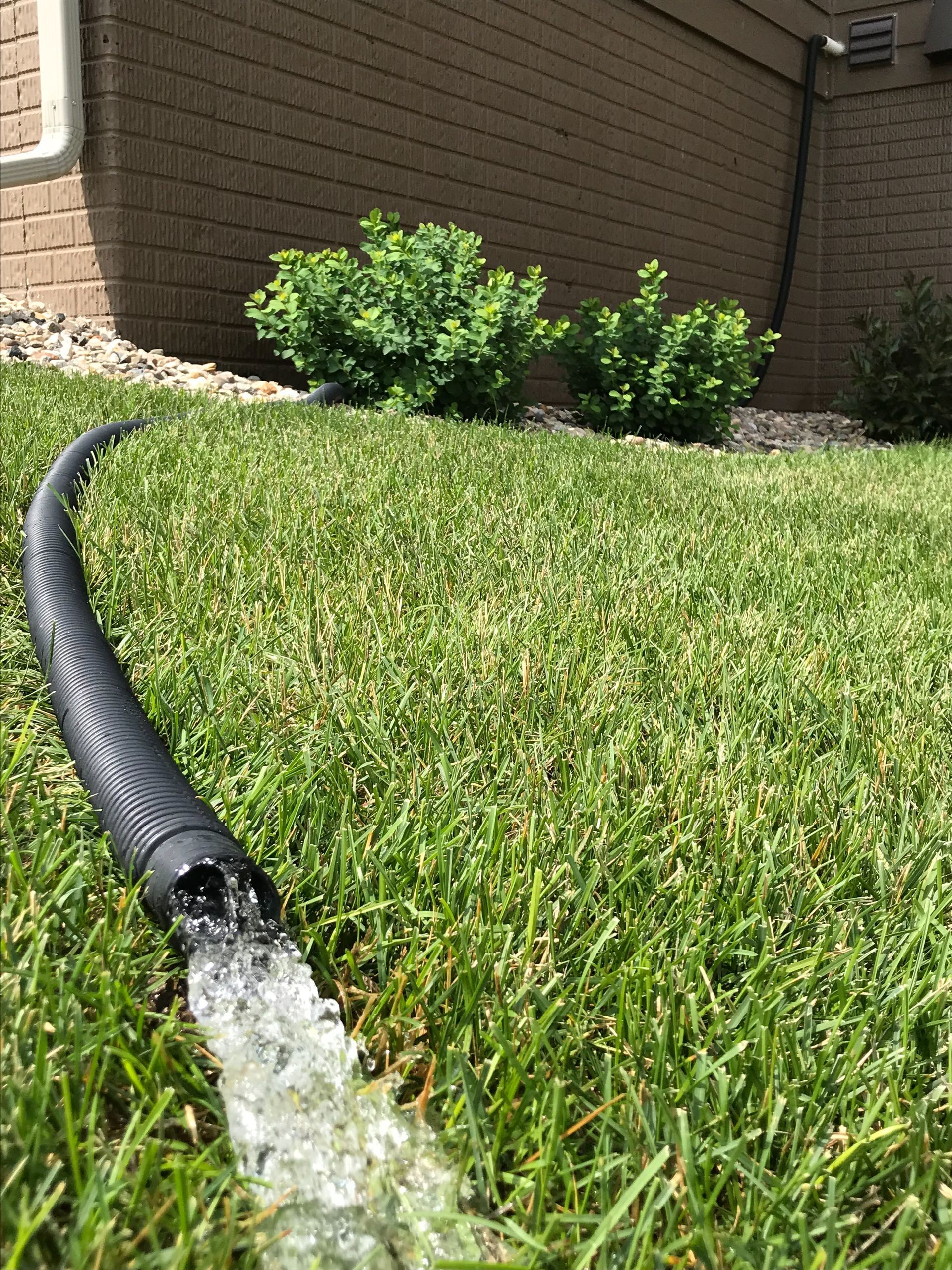 A hose is running water on a lush green lawn.