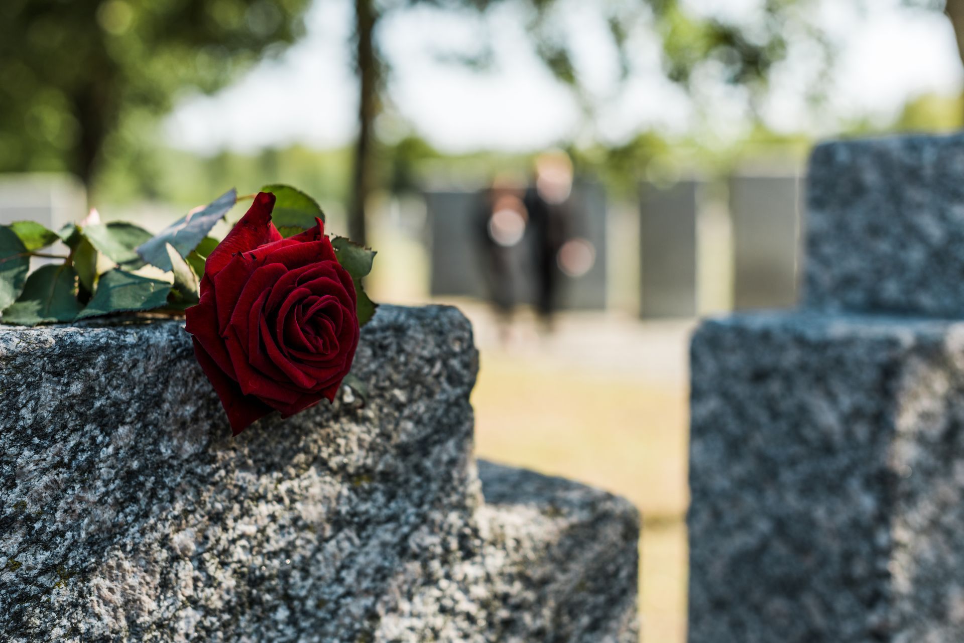 Red rose resting on a gravestone in a peaceful cemetery setting.