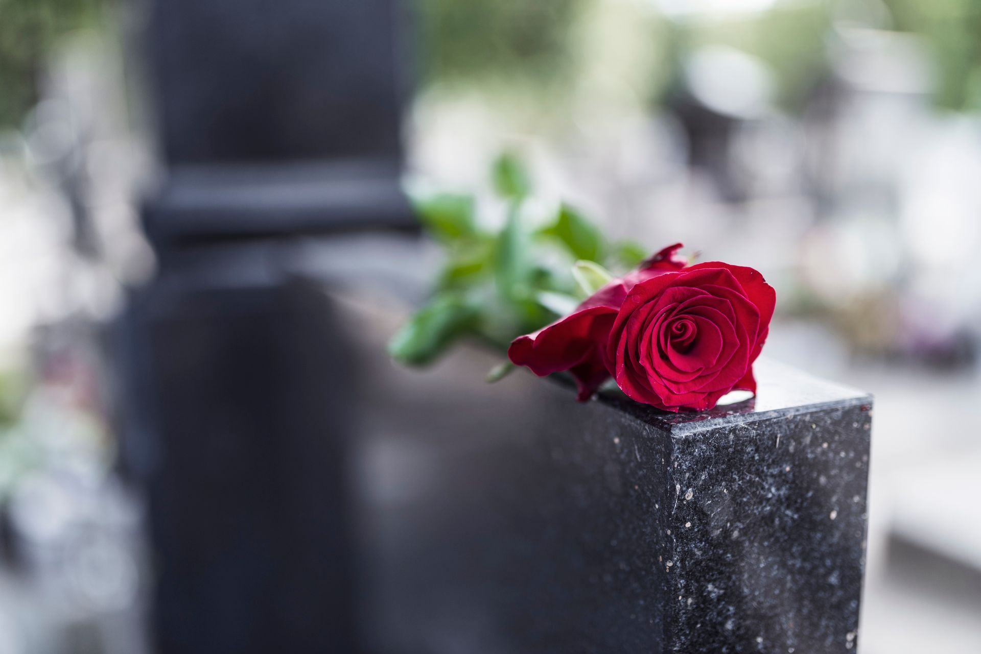 Red rose on a black granite headstone in a cemetery.