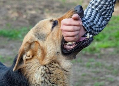 Dog Attack Lawsuits — Dog Biting a Man in Mclean, VA