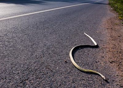 Accident Settlement — Snake on the Road in Mclean, VA