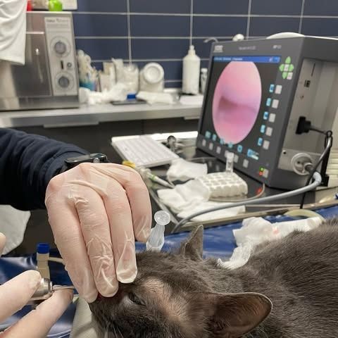 Un veterinario esegue una rinoscopia su un gatto in un ambulatorio, con le vie nasali visualizzate su un monitor.